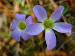 Violet Wood Sorrel