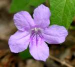 Wild Petunia