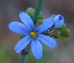 Sword-leaf Blue-eyed Grass