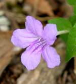 Wild Petunia