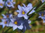 Sword-leaf Blue-eyed Grass