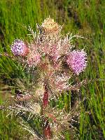 Bull Thistle