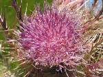 Bull Thistle