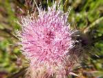 Bull Thistle