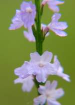 Texas Vervain