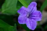 Wild Petunia