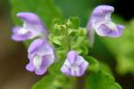 Hairy Skullcap