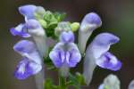 Hairy Skullcap