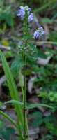 Hairy Skullcap