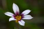 Prairie Blue-eyed Grass