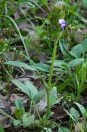 Heal-all / Selfheal