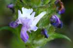 Heal-all / Selfheal