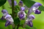 Hairy Skullcap