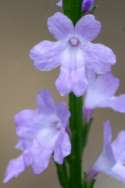 Texas Vervain