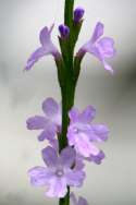 Texas Vervain