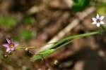 Mountain Blue-eyed Grass