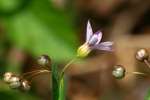 Mountain Blue-eyed Grass