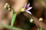 Mountain Blue-eyed Grass