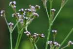 Brazilian Vervain