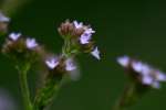 Brazilian Vervain