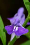 Hyssop Skullcap