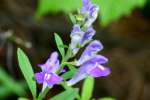 Hyssop Skullcap