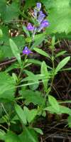 Hyssop Skullcap