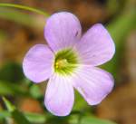 Violet Wood Sorrel