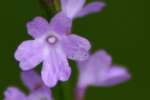 Texas Vervain