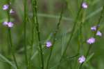 Texas Vervain