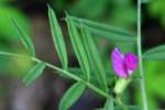 Spring Vetch