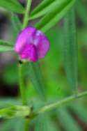 Spring Vetch