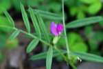 Spring Vetch