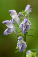 Hairy Skullcap