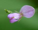 Bush Clover