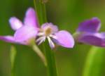 Racemed Milkwort