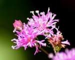 Baldwins Ironweed