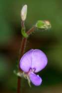 Smooth Tick-trefoil