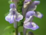 Hairy Skullcap