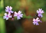 Brazilian Vervain