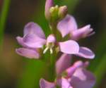 Racemed Milkwort