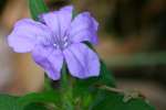 Wild Petunia