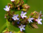 Brazilian Vervain