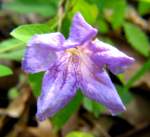 Wild Petunia