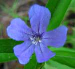 Wild Petunia