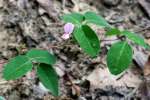 Bush Clover