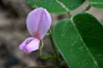 Bush Clover