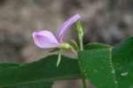 Bush Clover