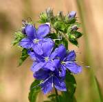 Blue Waterleaf