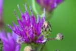 Baldwins Ironweed